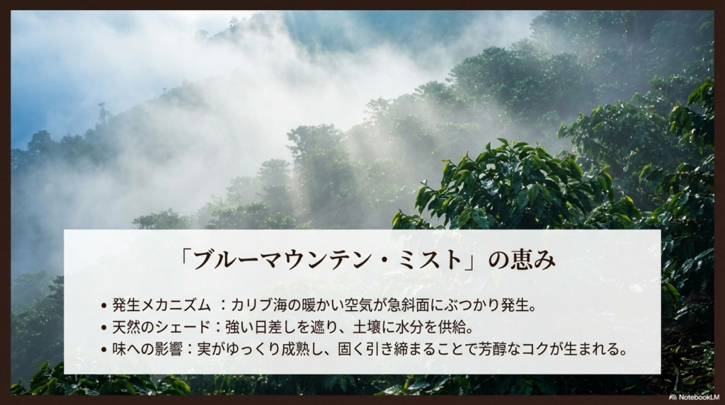 カリブ海の暖かい空気が生む「ブルーマウンテン・ミスト」が天然のシェードとなり、実をゆっくり成熟させるメカニズムを解説したスライド